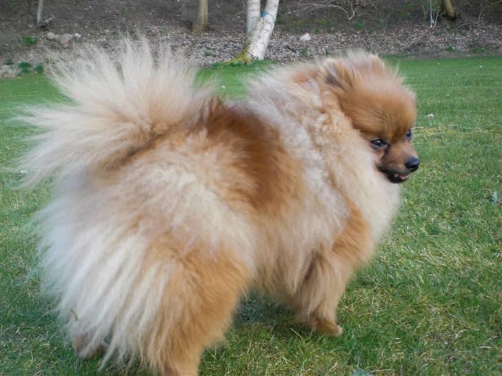 Pomeranian Ringklokken Fisen billede 17