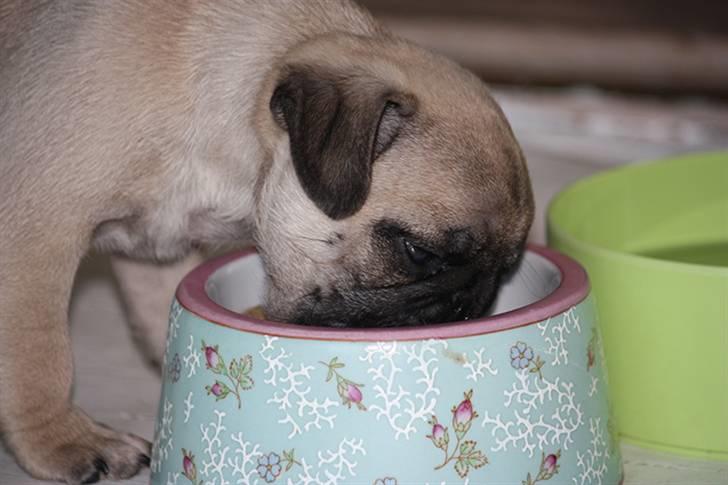 Mops Gustav billede 6