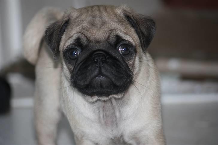 Mops Gustav billede 7