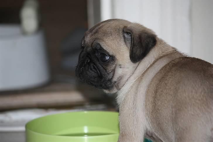 Mops Gustav billede 8