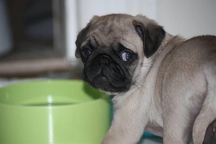 Mops Gustav billede 9