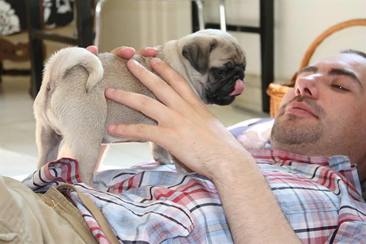 Mops Gustav billede 10