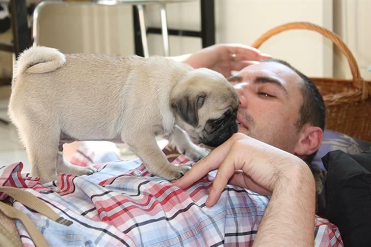 Mops Gustav billede 11