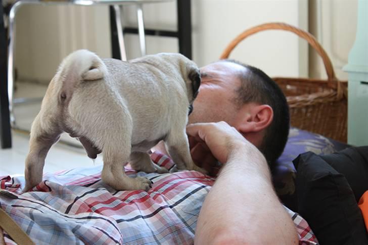 Mops Gustav billede 12