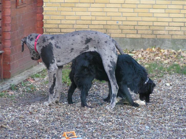 Grand danois Laika - Mig og Rollo (Rollo er 57 cm) billede 14