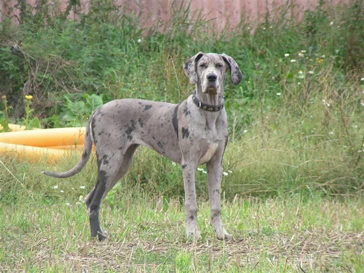 Grand danois Laika - Ser jeg ikke godt ud ? billede 15