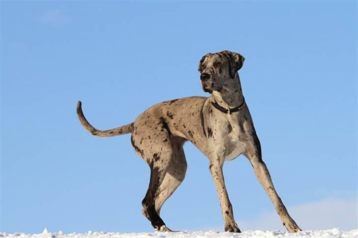 Grand danois Laika - Mig i sneen den. 25 januar billede 16