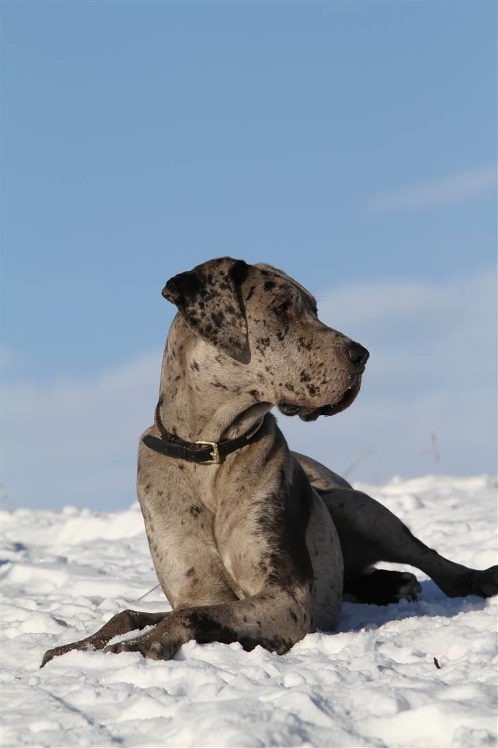 Grand danois Laika - sne dronninger billede 17