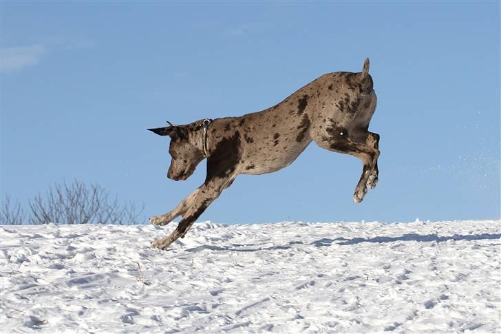 Grand danois Laika - Se hvad jeg kan billede 18