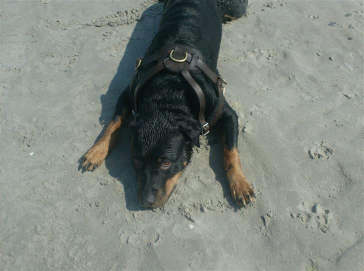 Rottweiler divaR.I.P. (29-6-10) billede 2