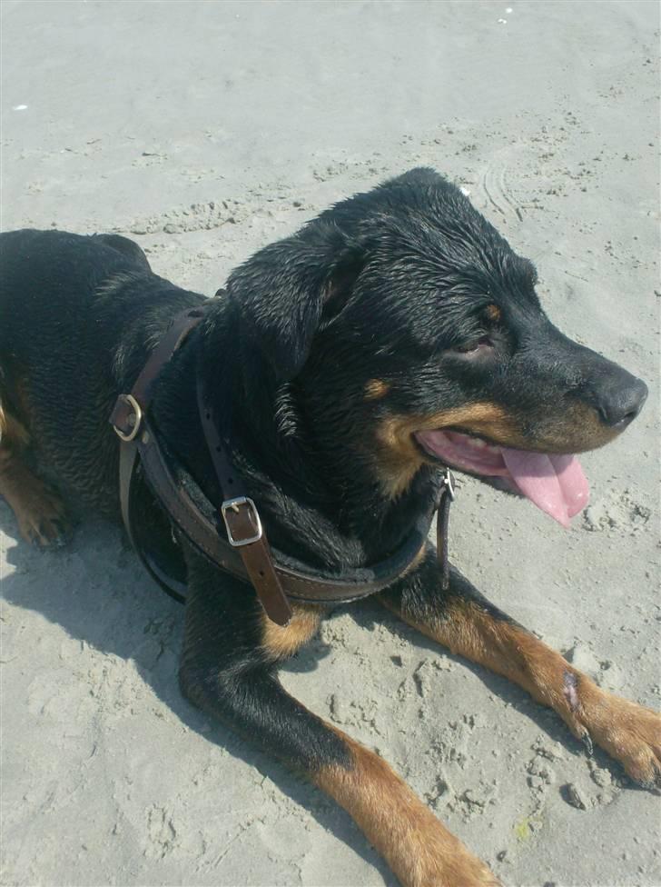 Rottweiler divaR.I.P. (29-6-10) billede 3