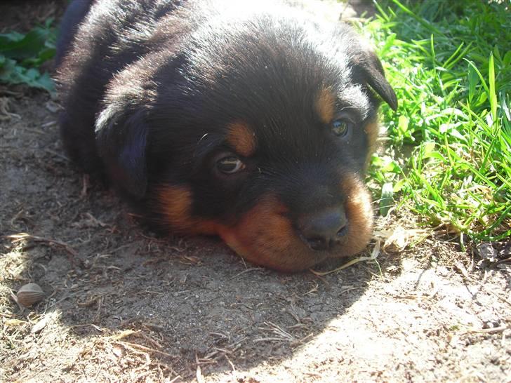 Rottweiler Haiki´s Aica - Aica, 1 måned: billede 13