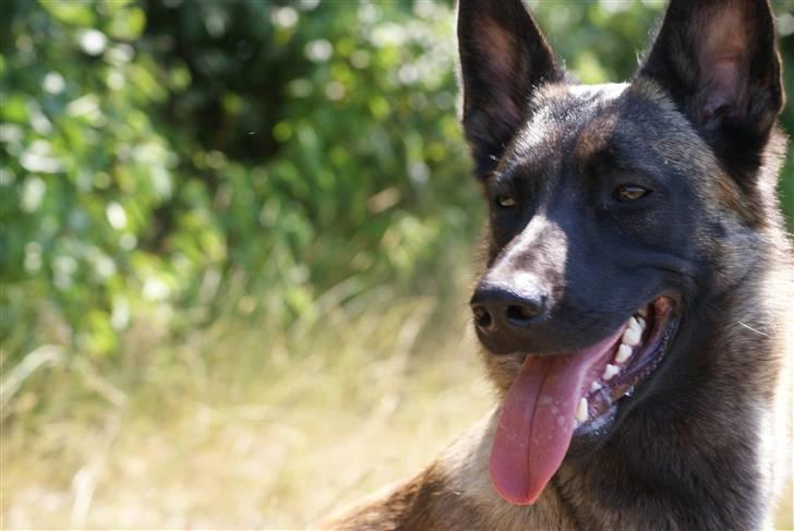 Malinois Honda van de Duretorre billede 6