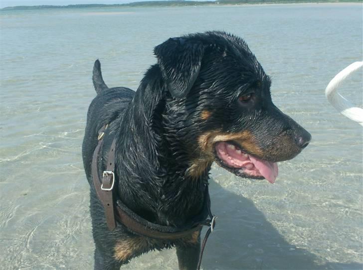 Rottweiler divaR.I.P. (29-6-10) billede 4