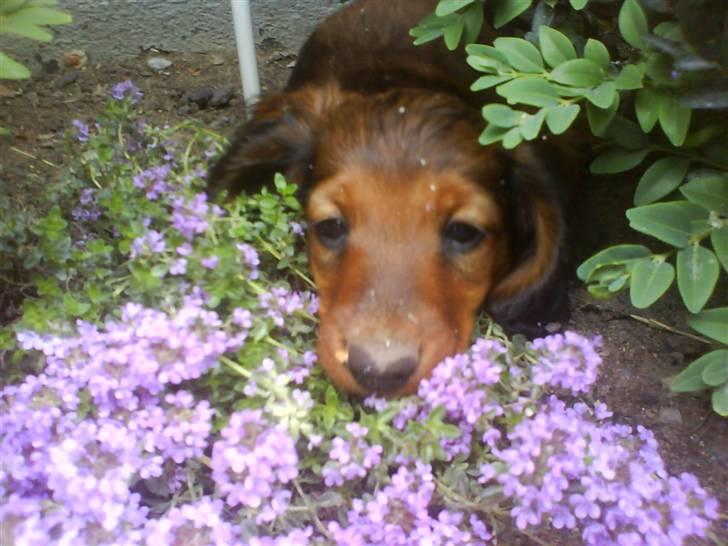 Gravhund Gustav billede 1