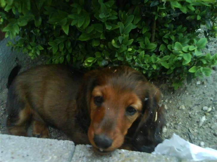 Gravhund Gustav billede 2