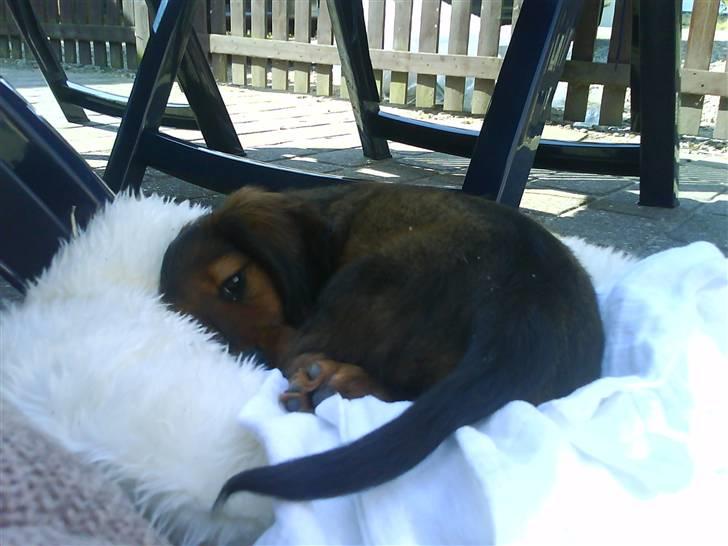 Gravhund Gustav billede 3