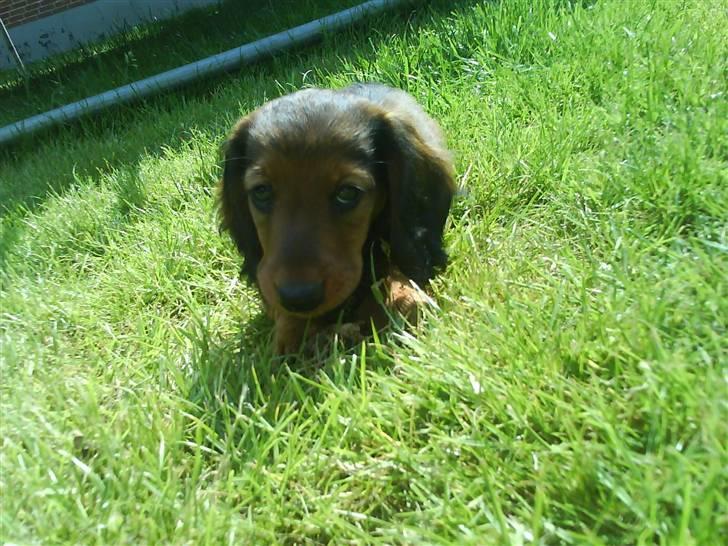 Gravhund Gustav billede 4