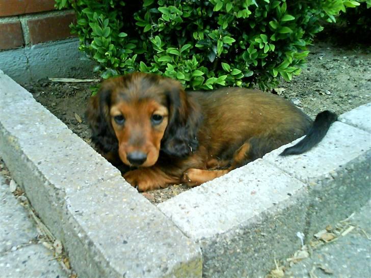 Gravhund Gustav billede 5