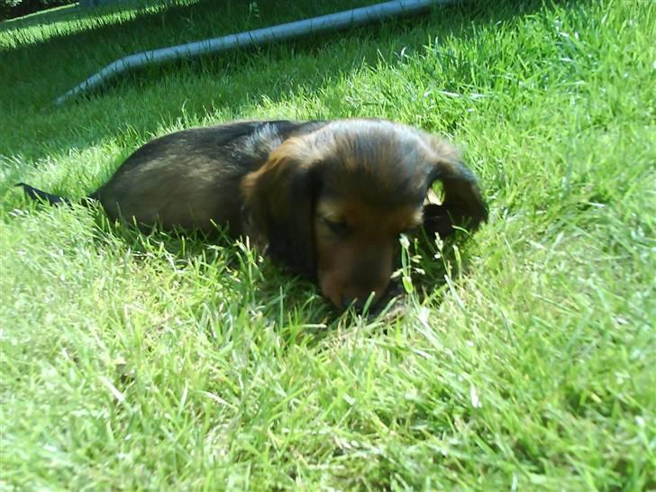 Gravhund Gustav billede 6