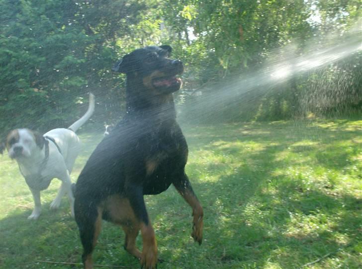 Rottweiler divaR.I.P. (29-6-10) billede 6