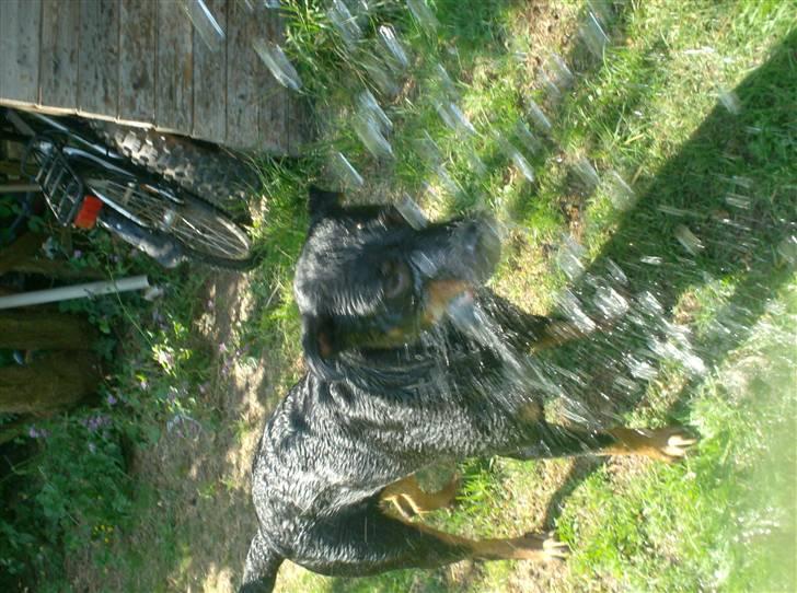 Rottweiler divaR.I.P. (29-6-10) billede 8