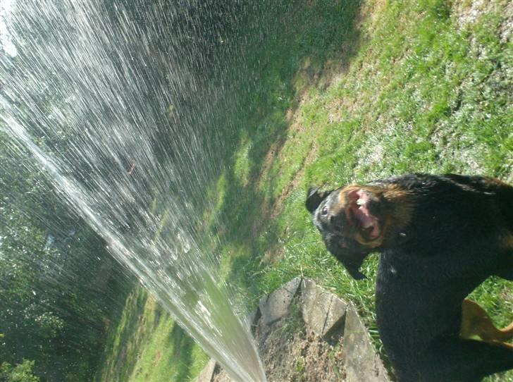 Rottweiler divaR.I.P. (29-6-10) billede 9