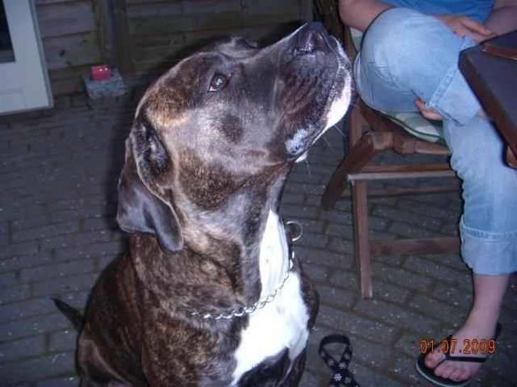 Blanding af racer My billede 19