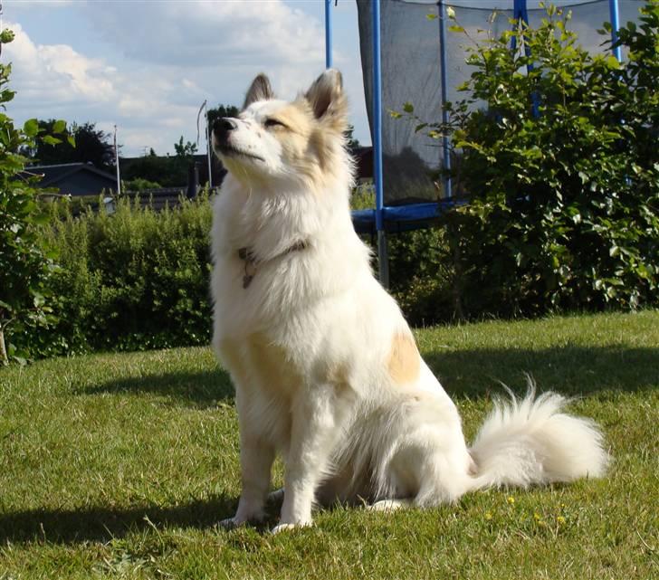 Norrbottenspids Sofus - Foto: Mig billede 1