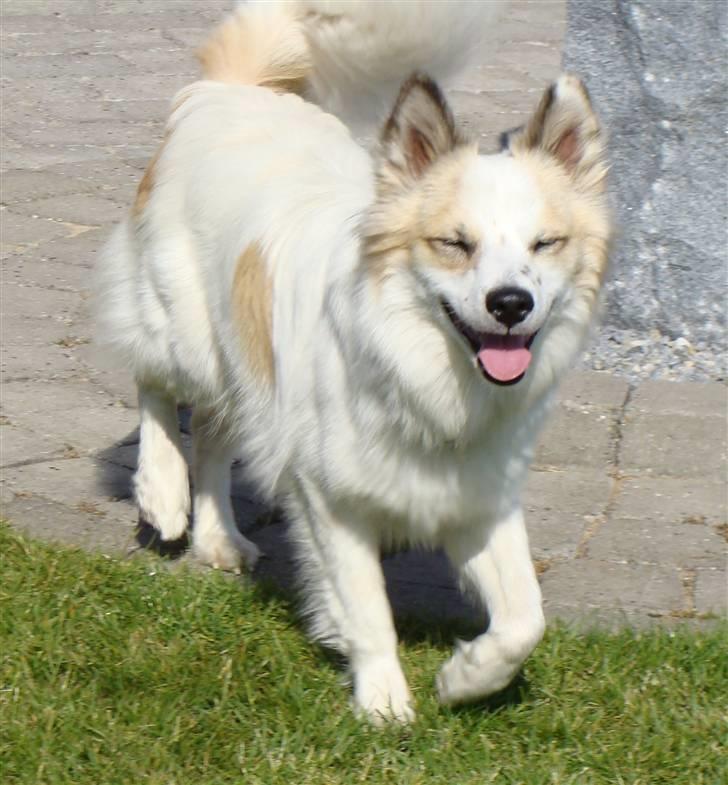 Norrbottenspids Sofus - Foto: Mig billede 2