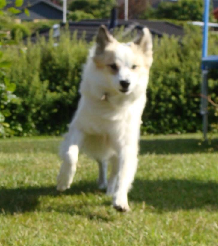 Norrbottenspids Sofus - Foto: Mig billede 3