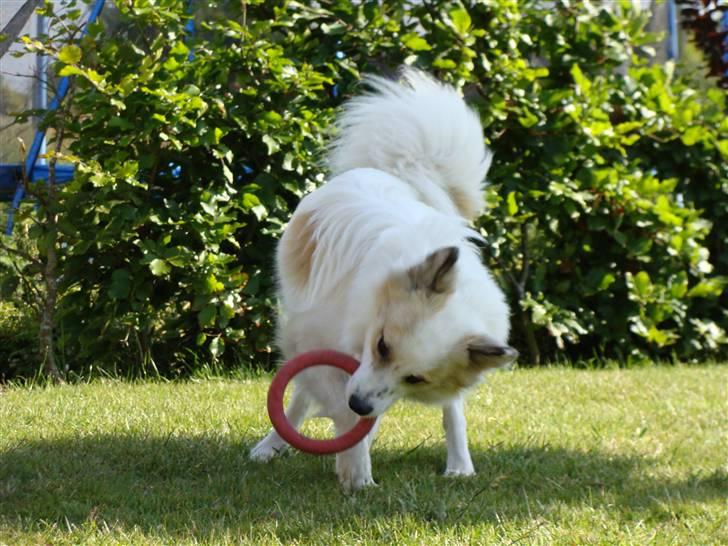 Norrbottenspids Sofus - Foto: Mig billede 4