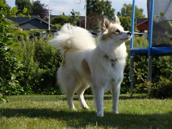 Norrbottenspids Sofus - Foto: Mig billede 5