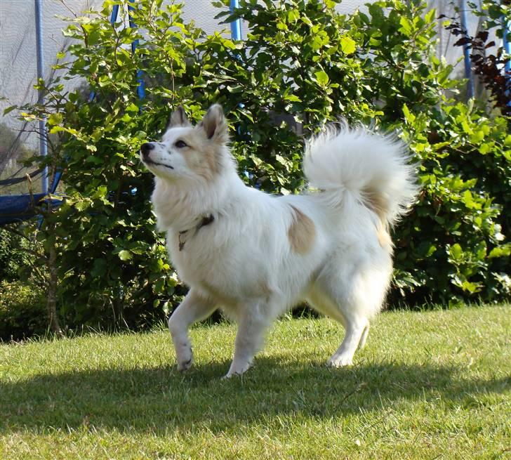 Norrbottenspids Sofus - Foto: Mig billede 6