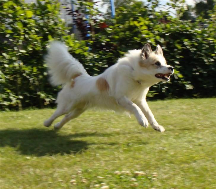 Norrbottenspids Sofus - Foto: Mig billede 7