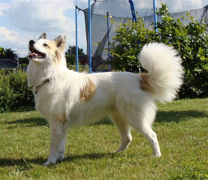 Norrbottenspids Sofus - Foto: Mig billede 8