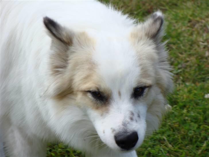 Norrbottenspids Sofus - Foto: Mig billede 9