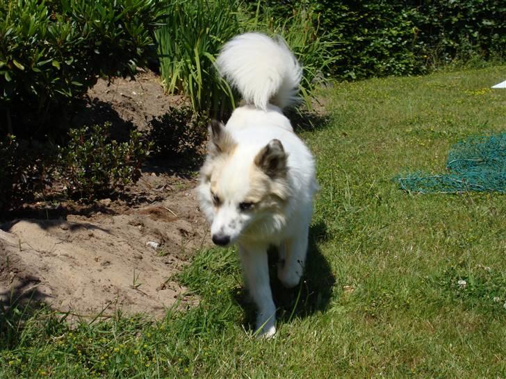 Norrbottenspids Sofus - Foto: Mig  billede 10