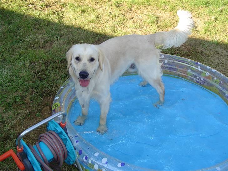 Golden retriever Simba - simba i sit badebassing billede 13