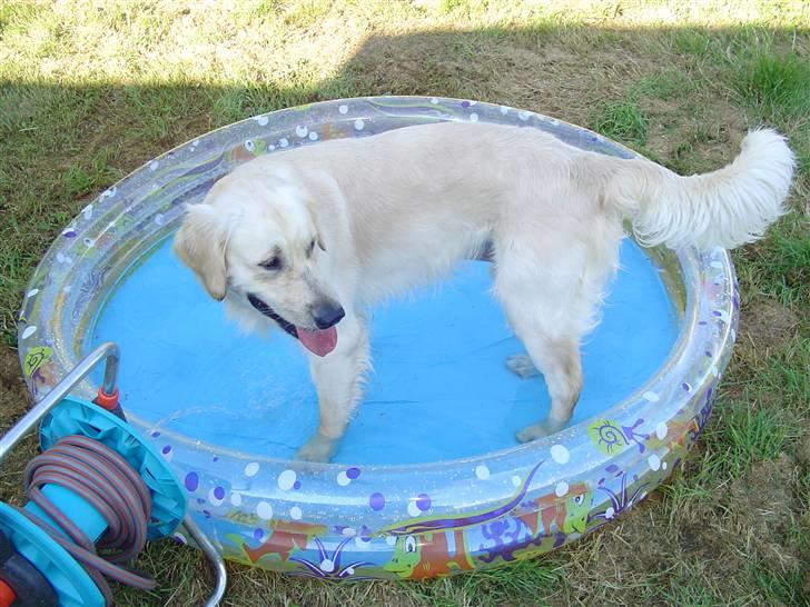 Golden retriever Simba - simba i sit badebassing billede 14