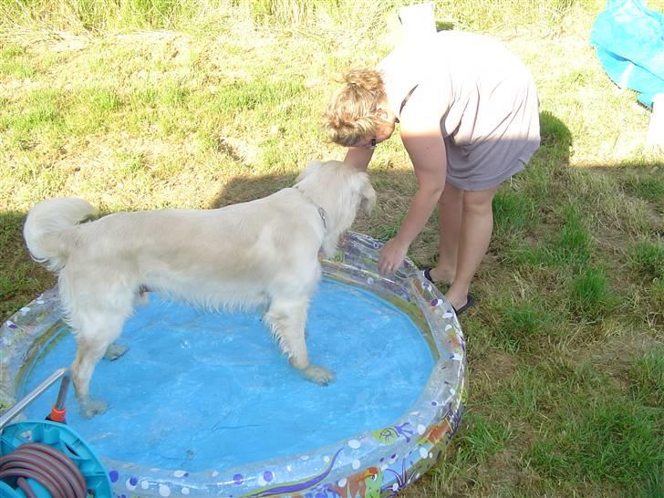 Golden retriever Simba - simba i sit badebassing billede 15