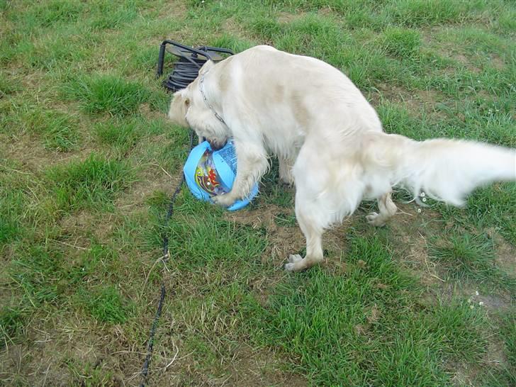 Golden retriever Simba - simba med sin badeboldt billede 16
