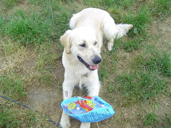 Golden retriever Simba - simba med sin badeboldt billede 17