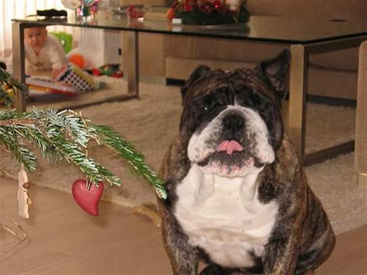 Engelsk bulldog Willy - Juleaften :) GLÆDER mig til gaverne !! :) billede 1