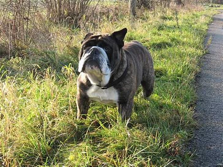 Engelsk bulldog Willy - På tur. billede 2