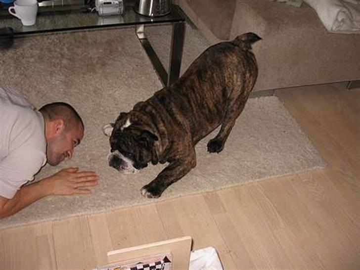 Engelsk bulldog Willy - Leger med far .. billede 3