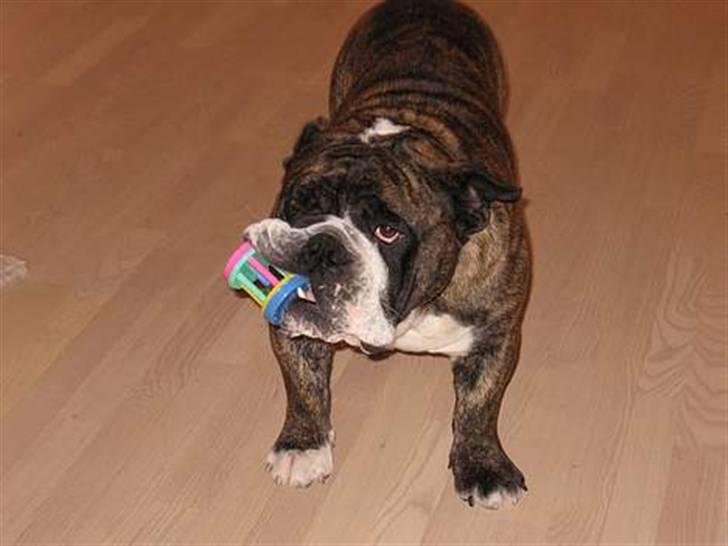 Engelsk bulldog Willy - Altså Willy ! er du ikke blevet for gammel til det ? xD billede 4