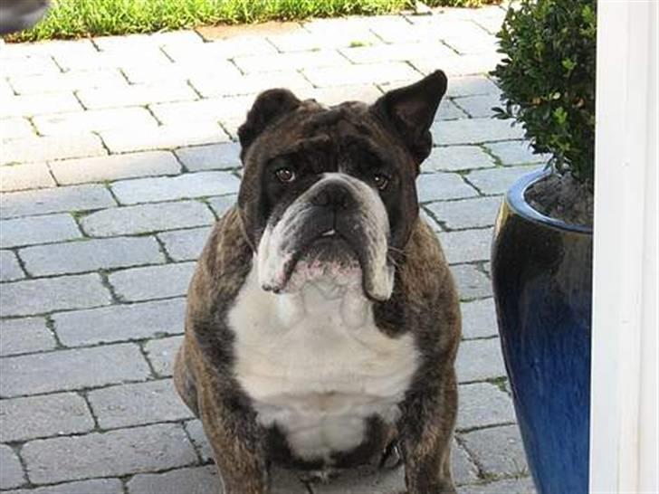 Engelsk bulldog Willy - Lækker ! billede 5