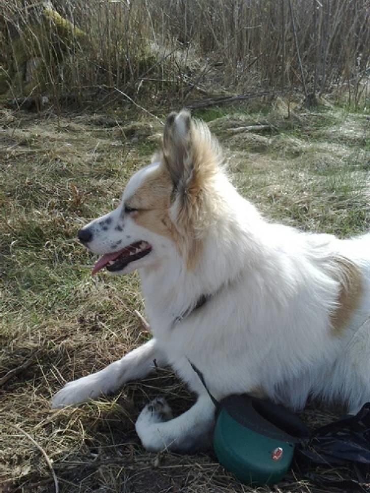 Norrbottenspids Sofus - På tur billede 11