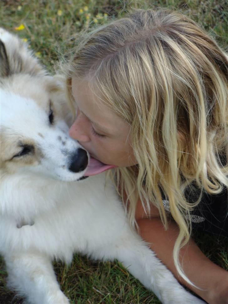 Norrbottenspids Sofus - Et ordentligt smæk kys ! <3 billede 12